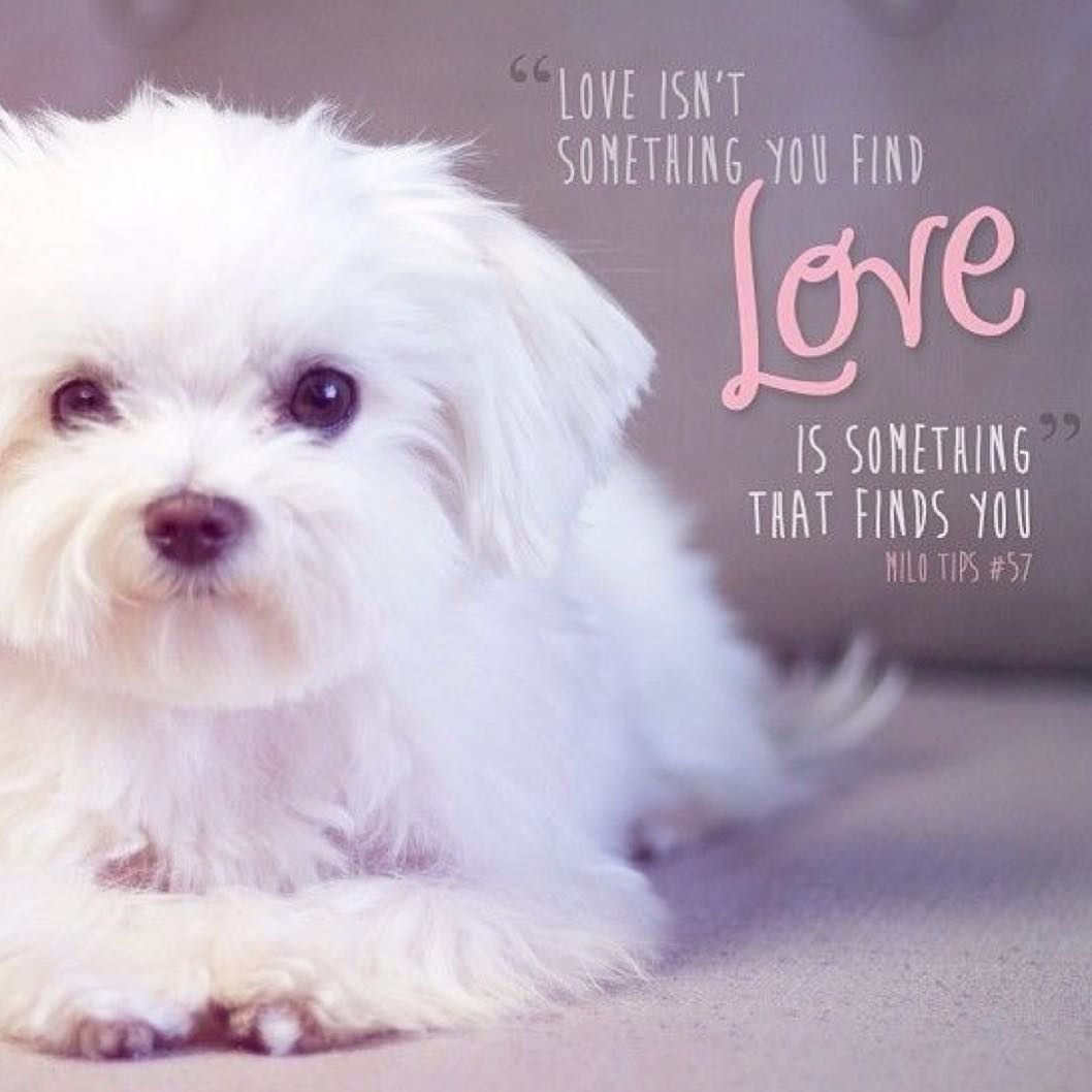 Французская болонка Бишон фризе