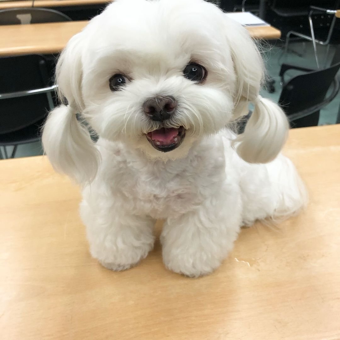 Бишон фризе собака мини