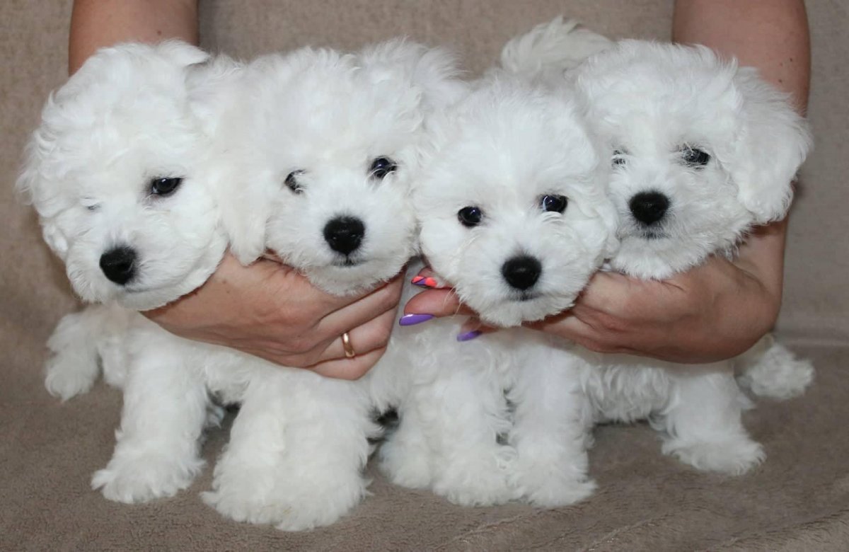 Французская болонка мини мальтезе