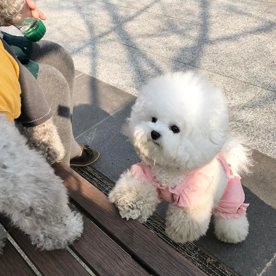 Мальтийская болонка