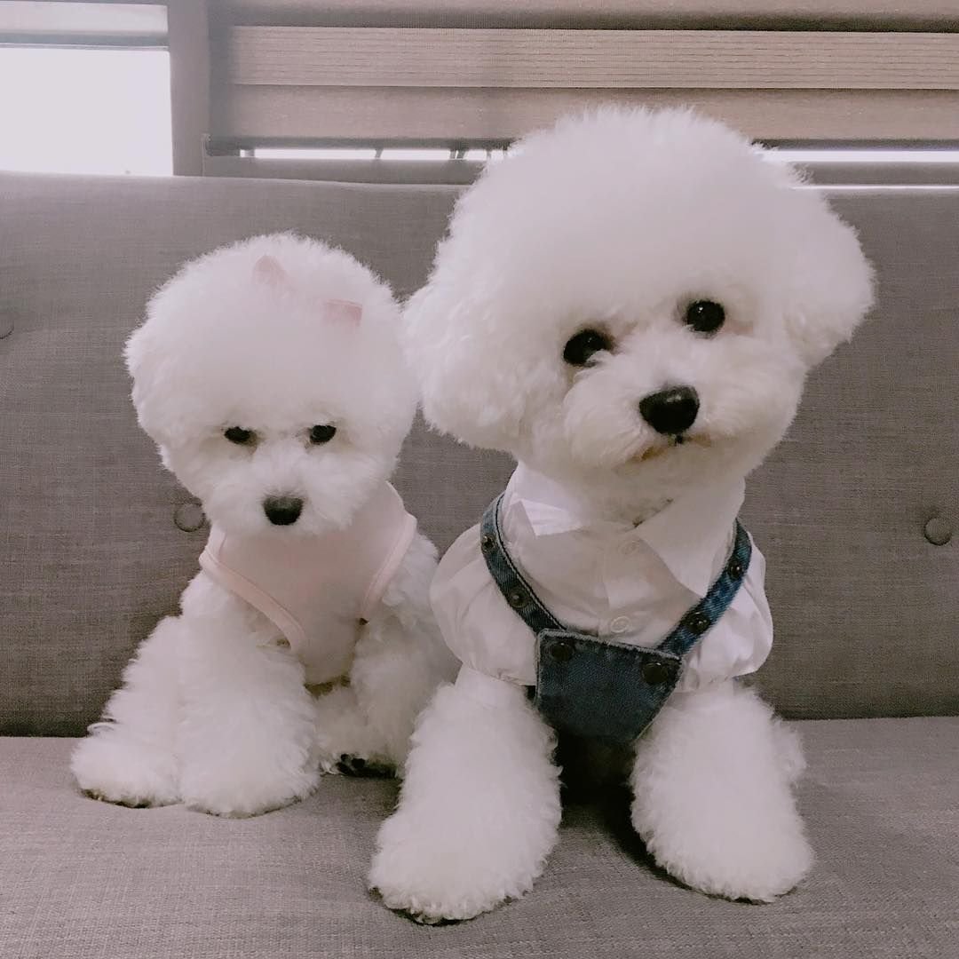 Витилиго собак Болонки