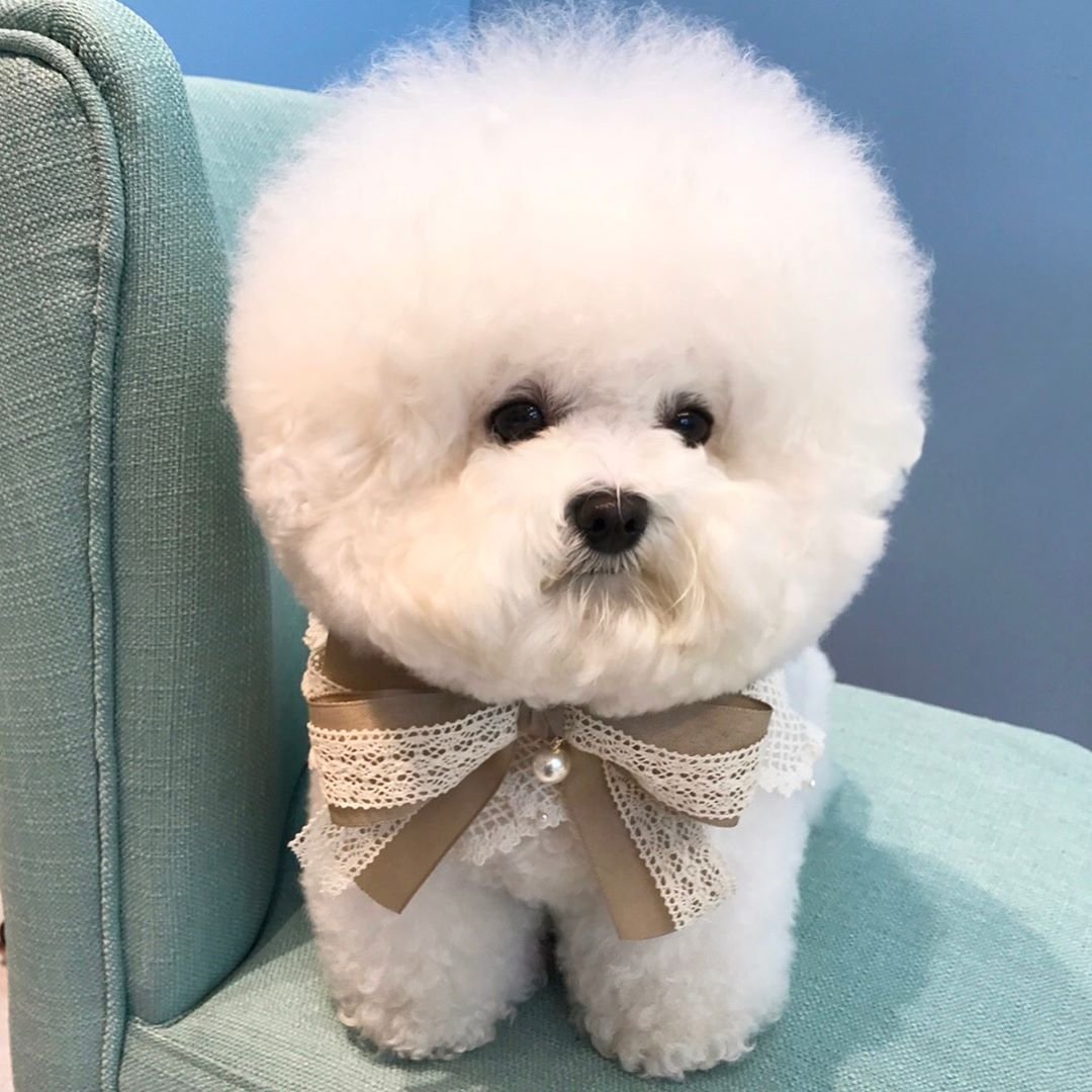 Мальтийская болонка коричневая