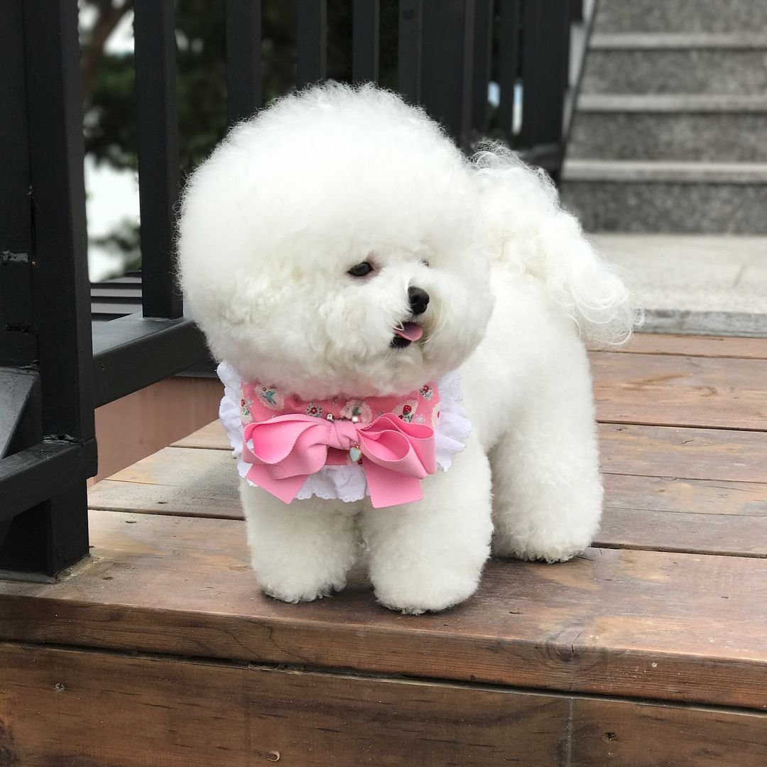 Бишон фризе вес