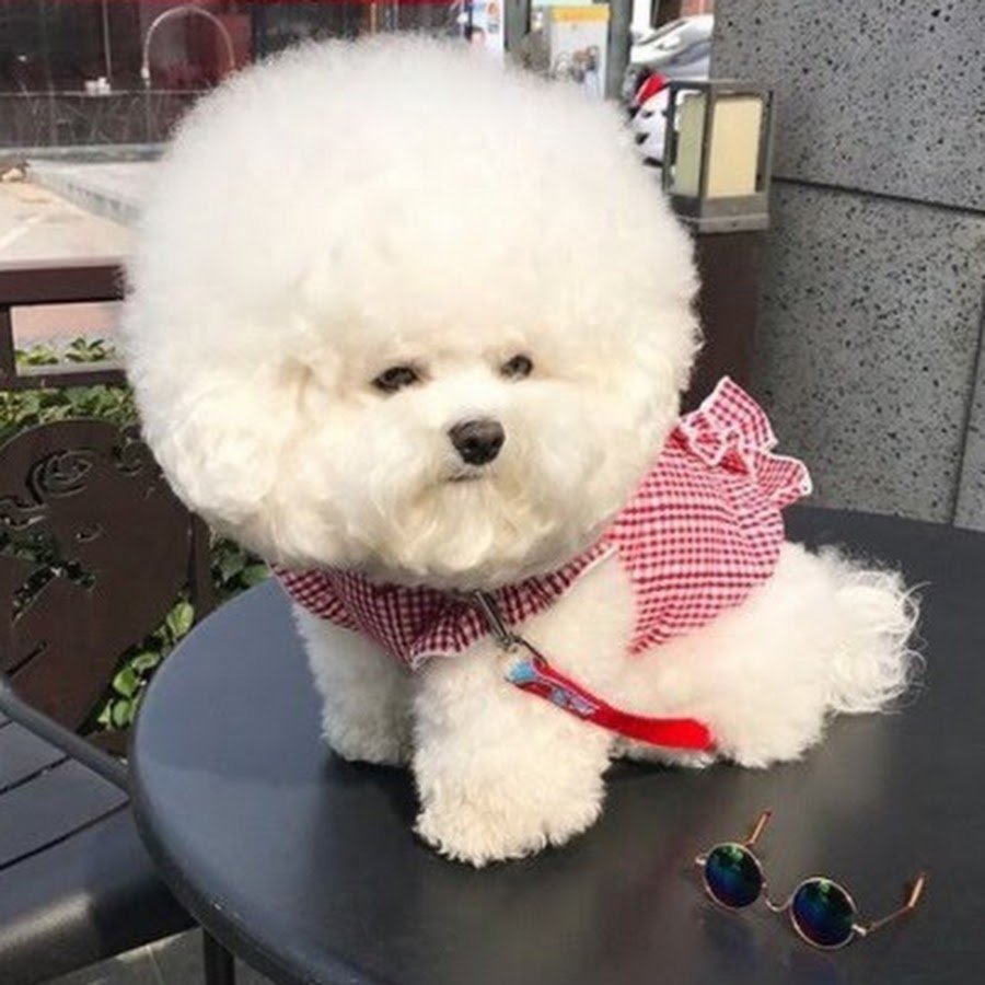 Бишон бейби