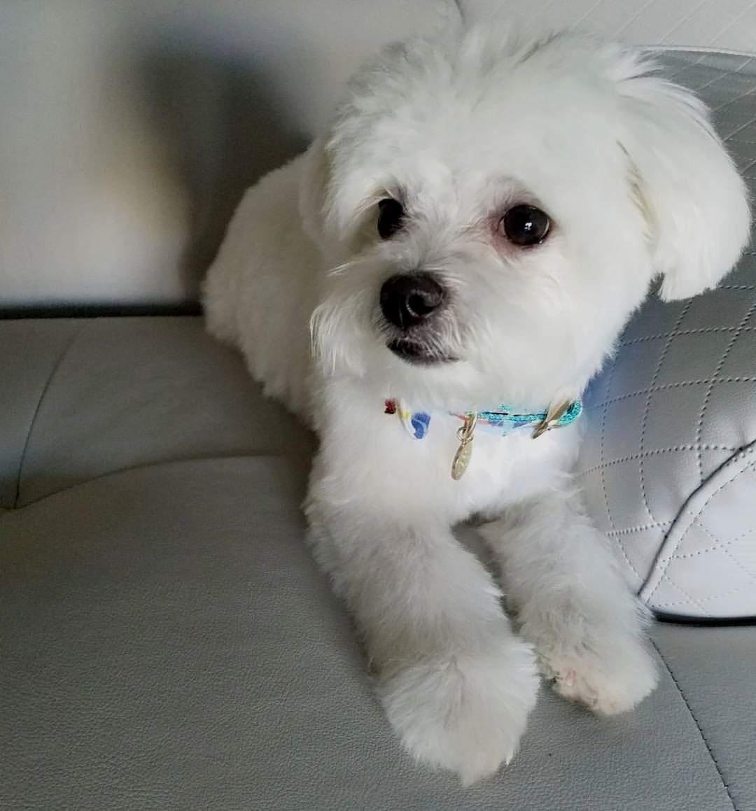 Бишон коричневый