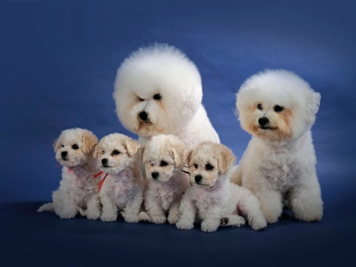 Бишон фризе и чихуахуа