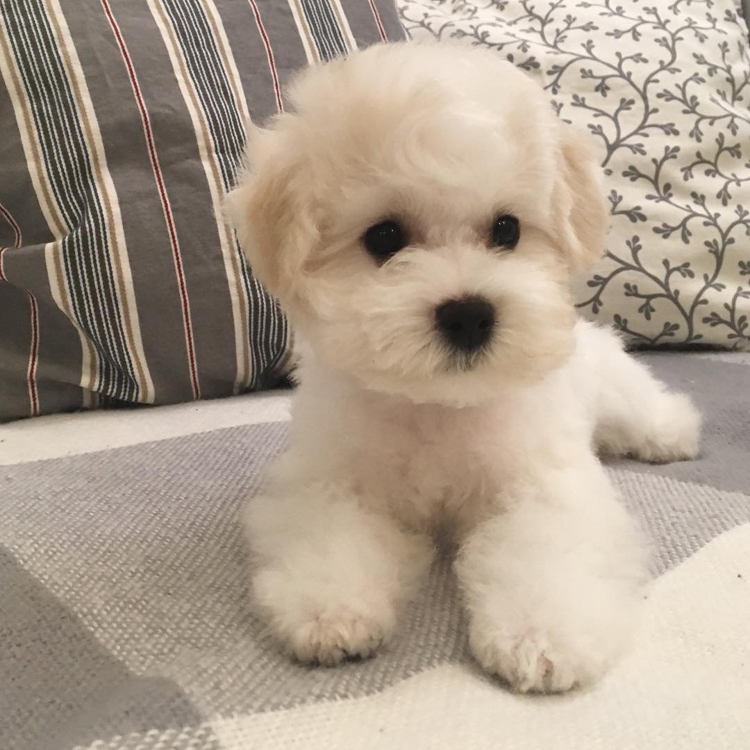 Мальтийская болонка мини