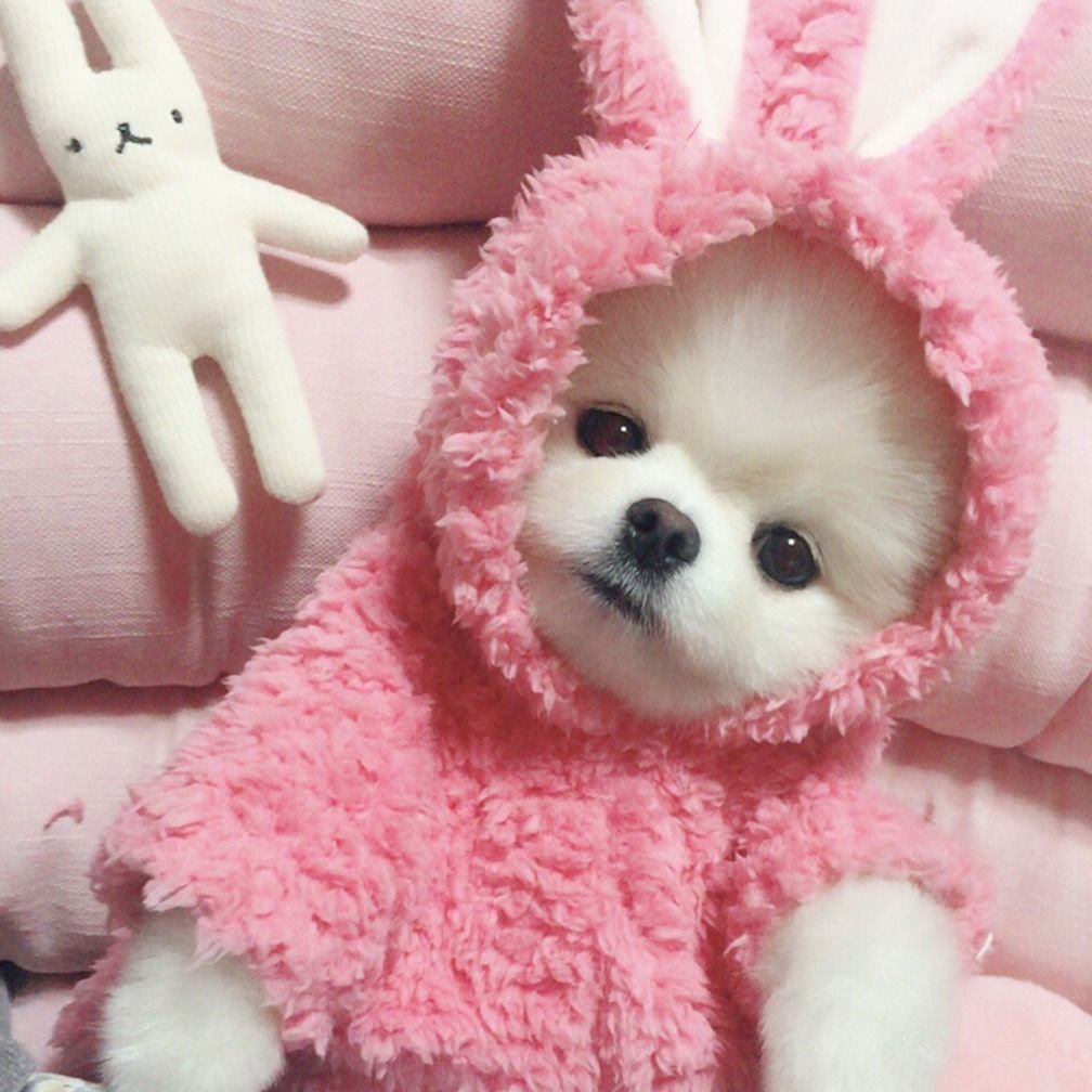 Бишон фризе щенки