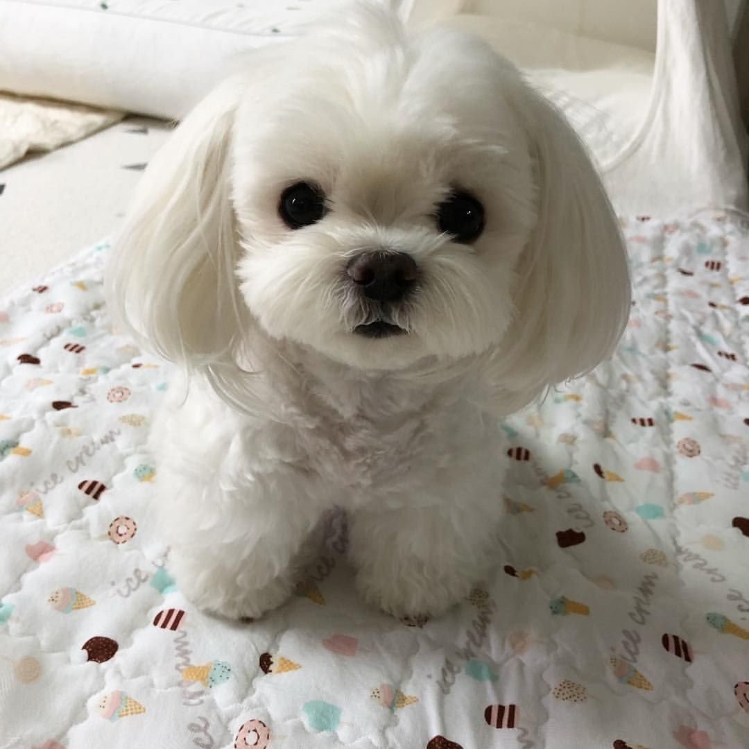 Бишон фризе мини