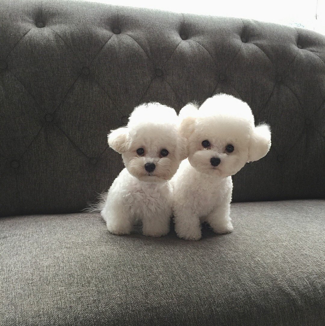 Плюшевая собака порода Бишон