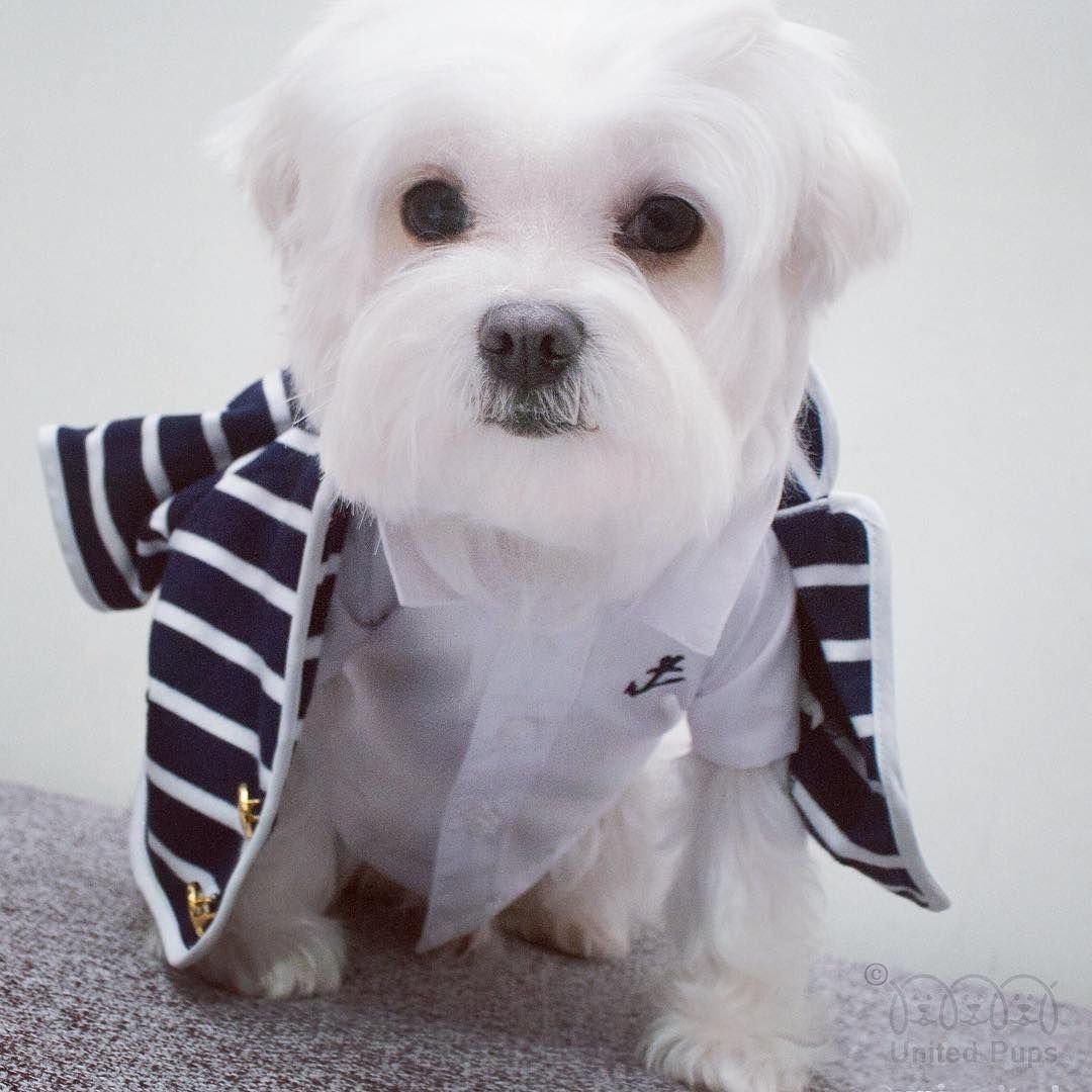 Бишон фризе черный