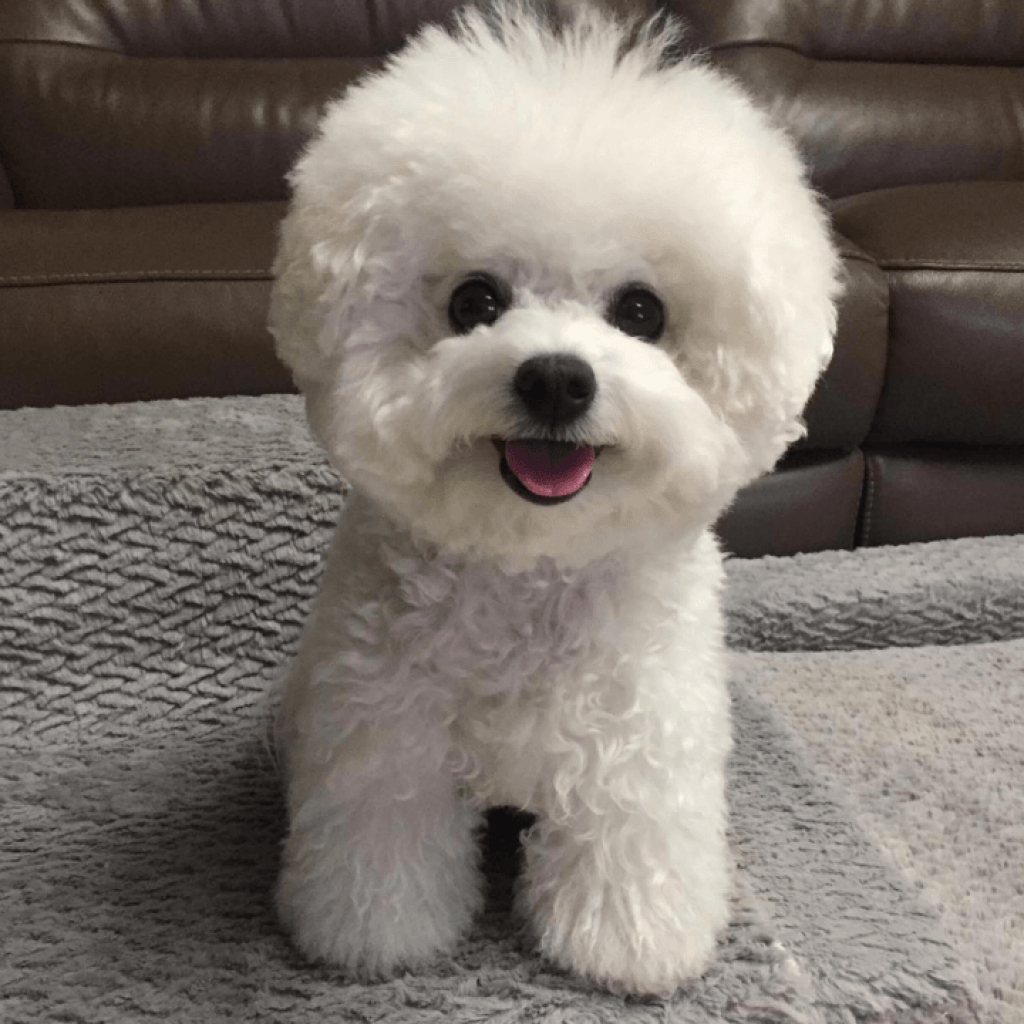 Мальтийская болонка Харт