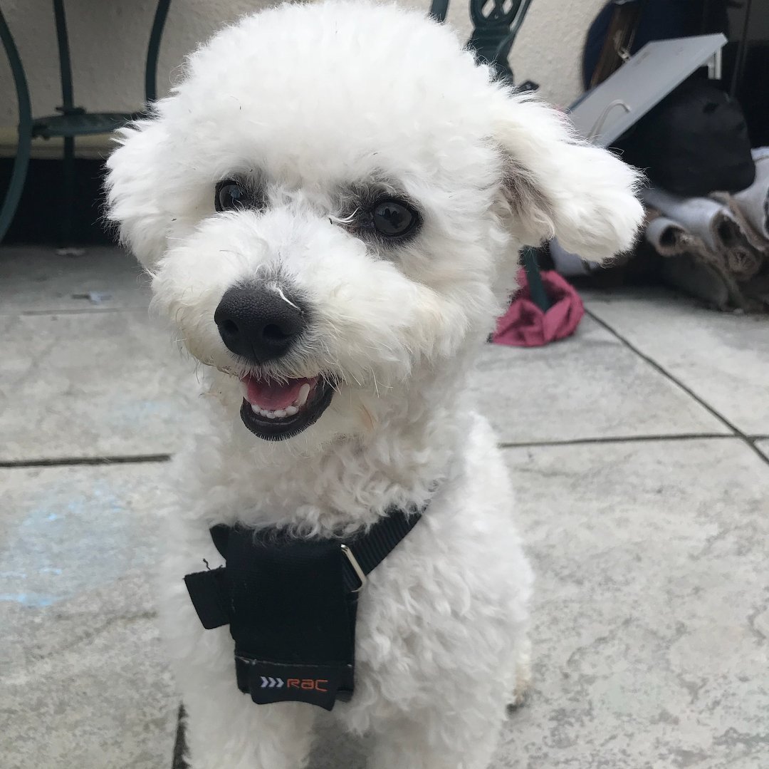 Бишон фризе нестриженный