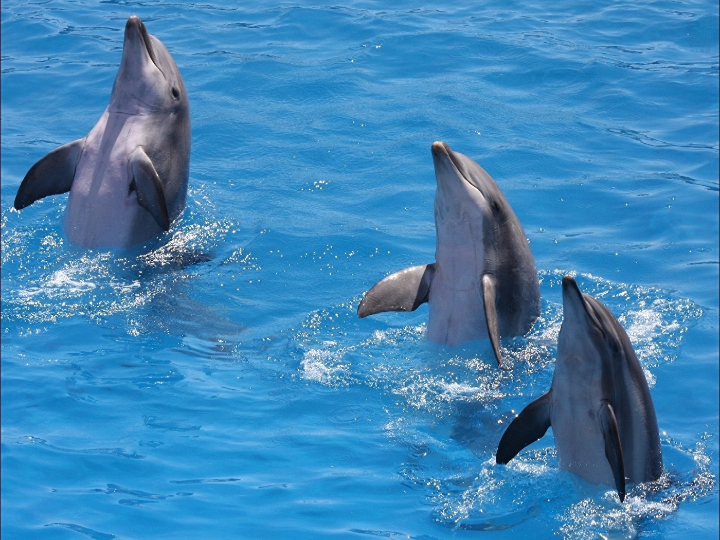 Дельфин живет в воде. Длинноклювый обыкновенный Дельфин. Черноморская Афалина. Дельфины в море. Дельфин в море.