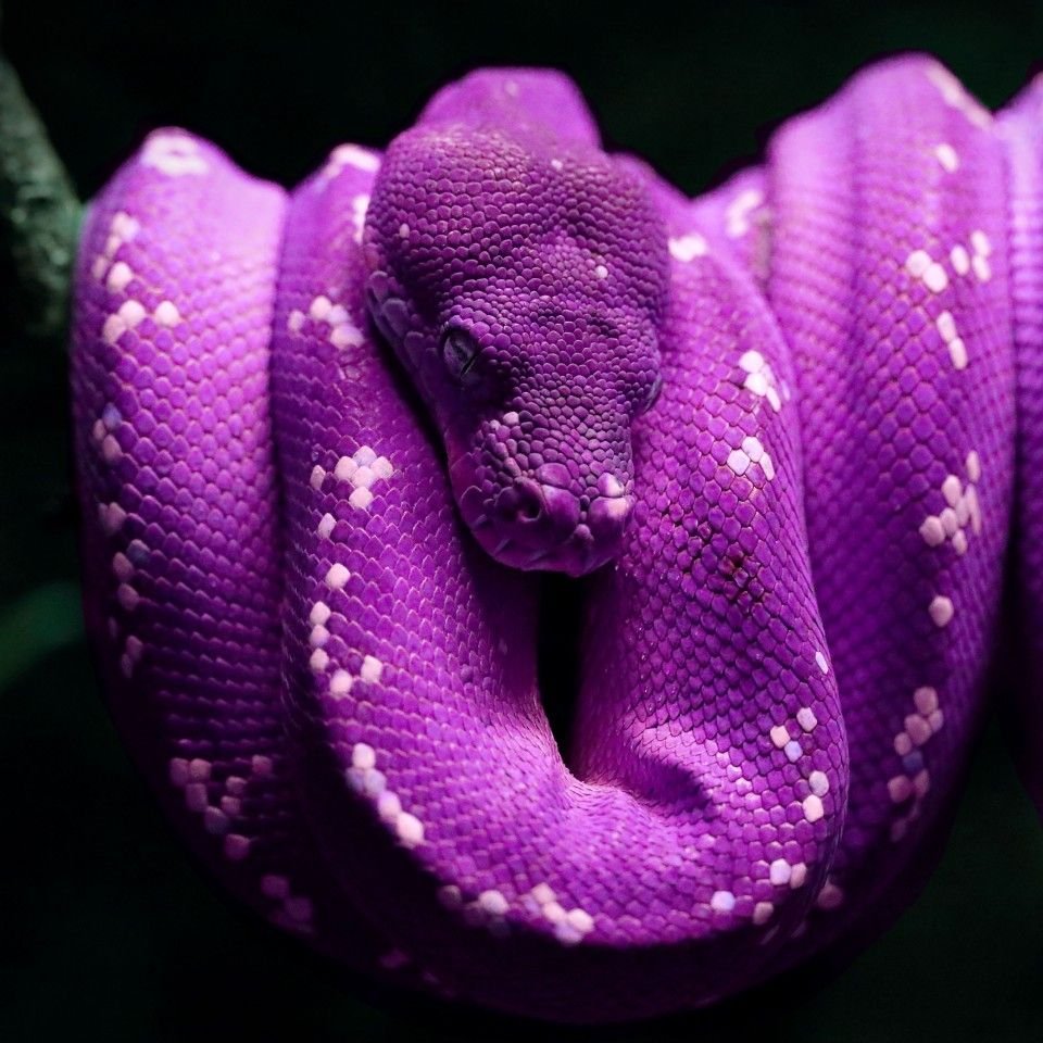 Змея белогубый питон