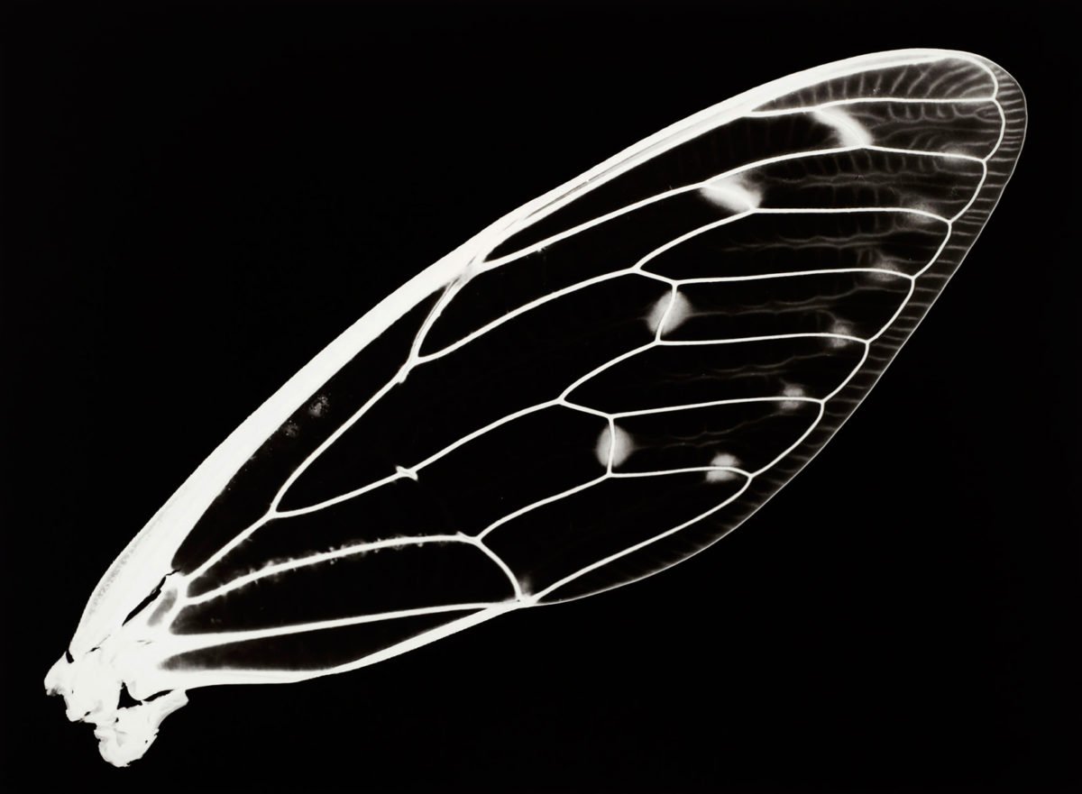 Призрачная цикада