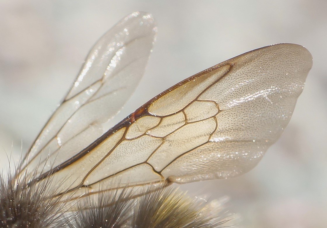 Лилейная Муха