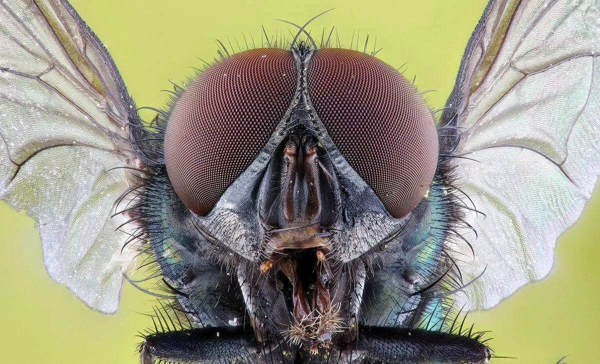 Муха красивая