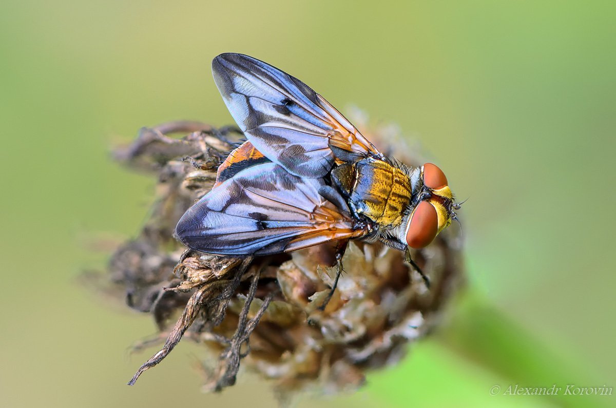 Крылья Стрекозы на прозрачном фоне