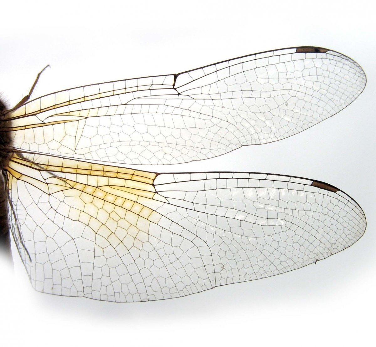 Цветная Муха