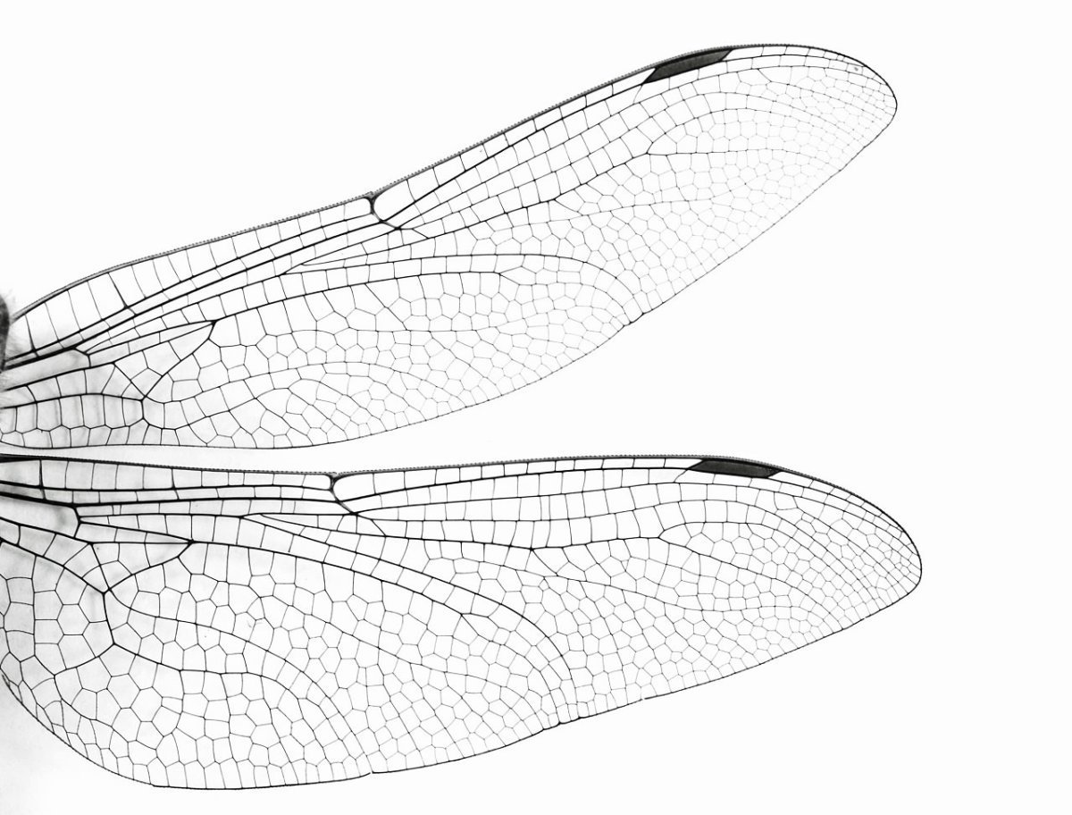 Махи крыльев