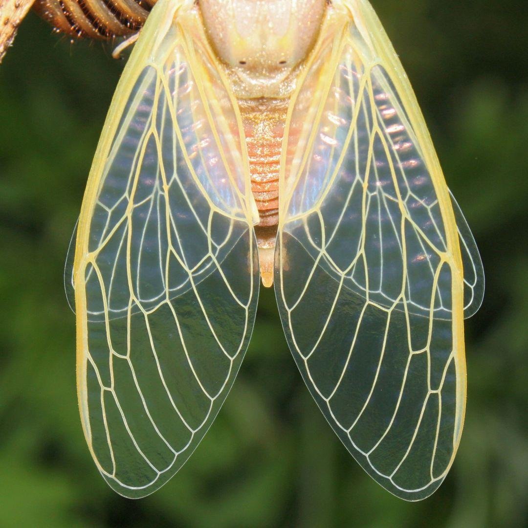 Крымская Муха цикада