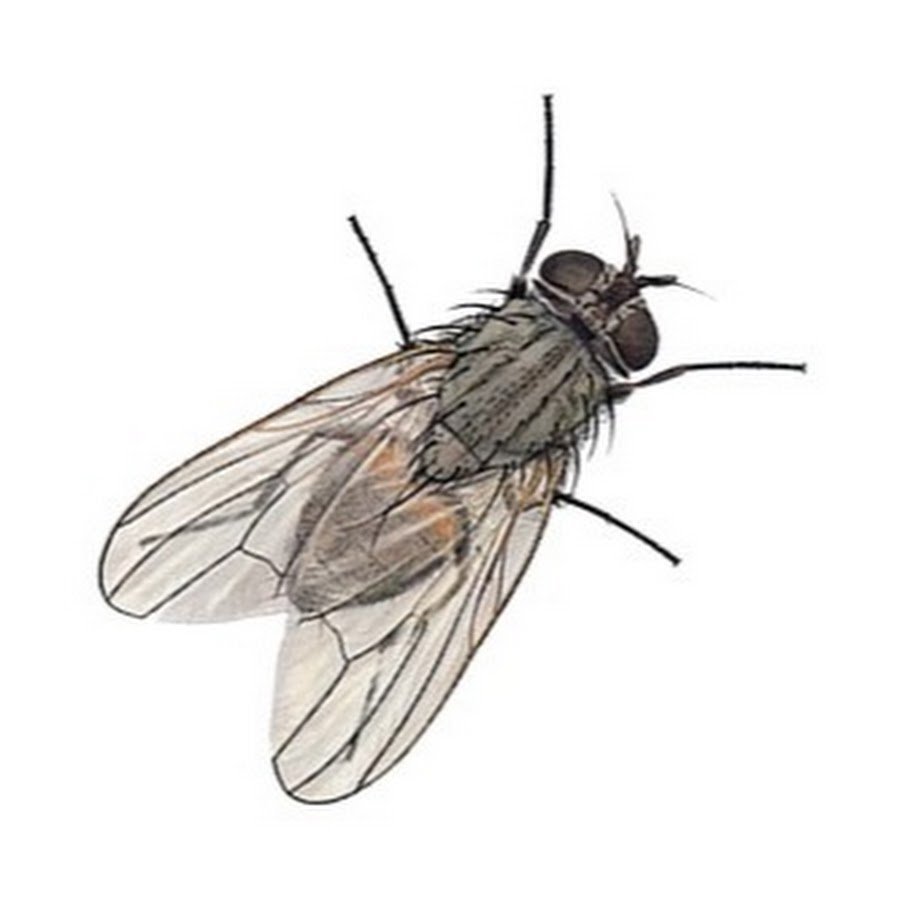 Семидневные подёнки