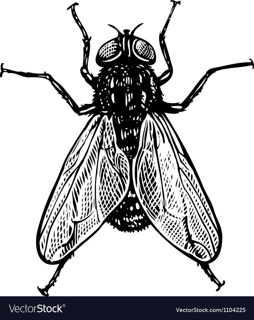 Отрисовка Муха