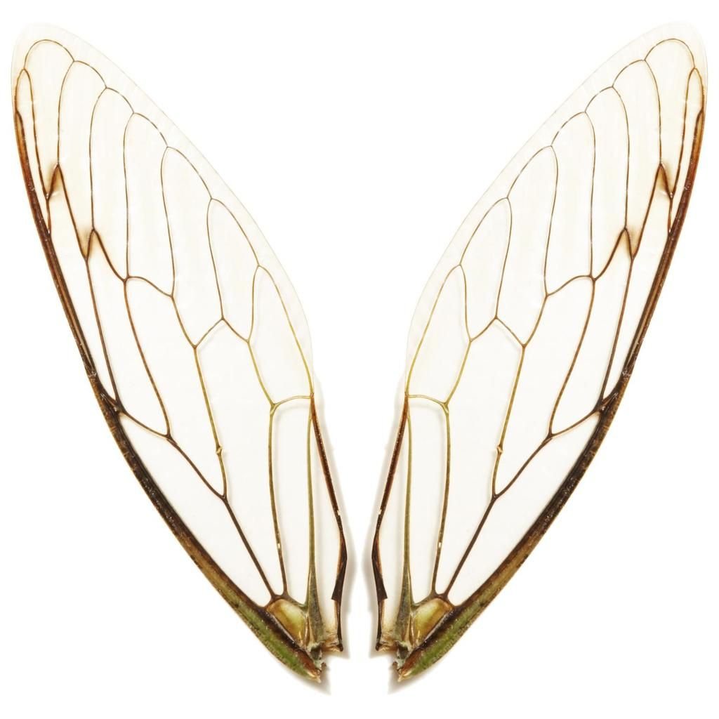 Крылышки мухи