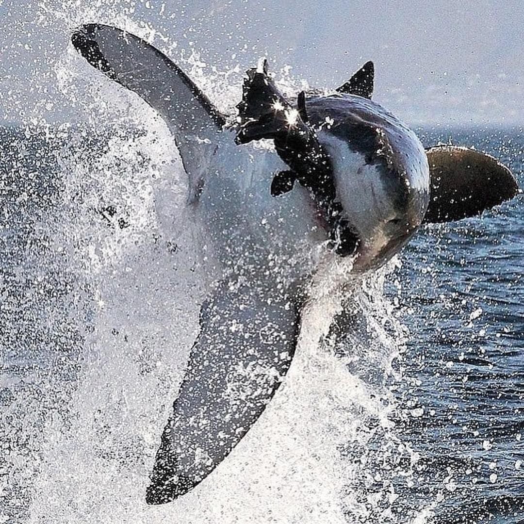 Собака акула