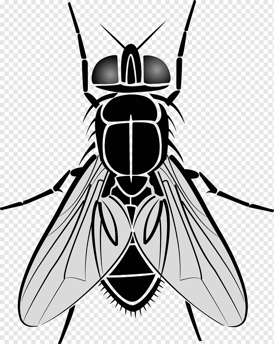 Американская Тропическая мясная Муха