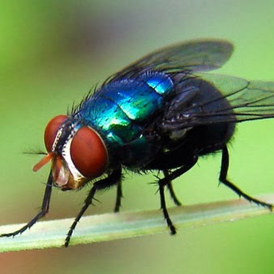 Весенняя капустная Муха