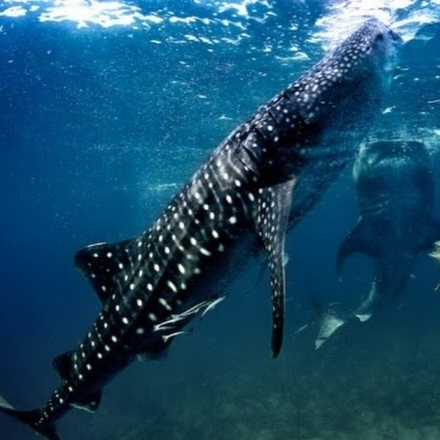 Плавание с китовыми акулами на Филиппинах