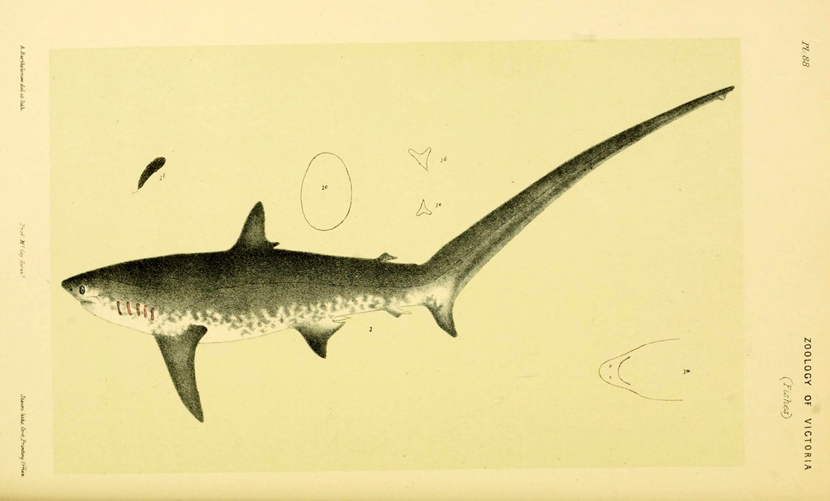 Хвост акулы рисунок