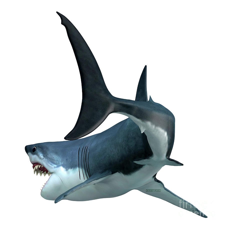 Акулий хвост белая акула