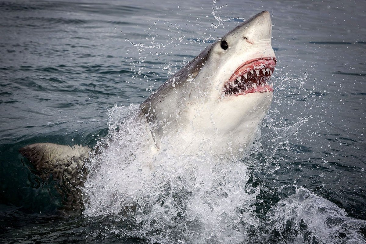 Улыбка акулы
