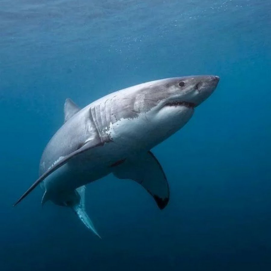 Рыба акула белая