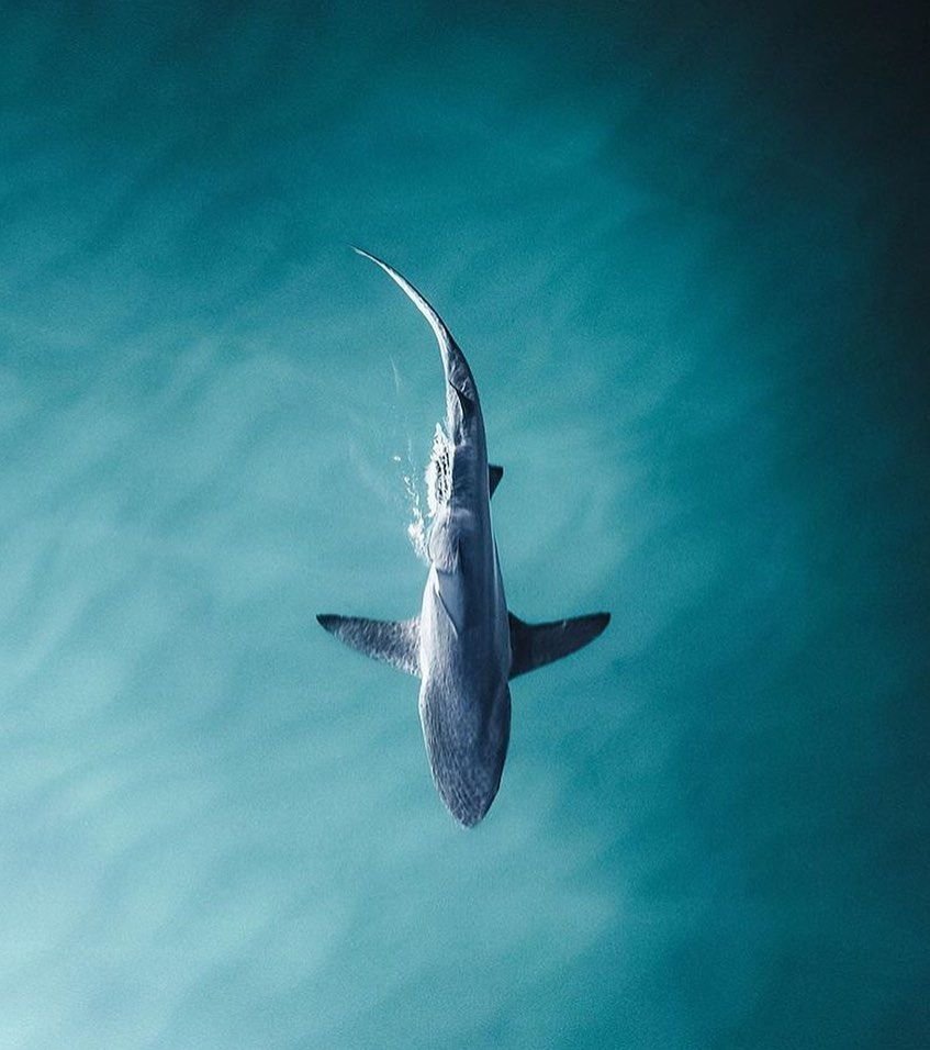 Акула вид сверху