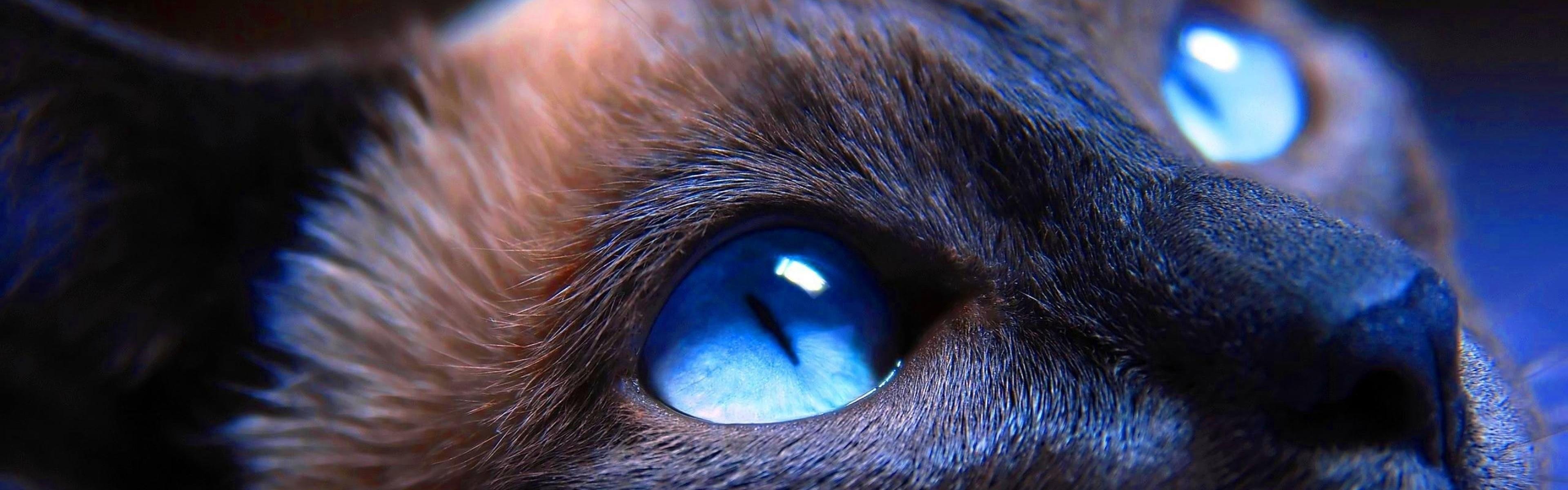 Сериал кошачий глаз
