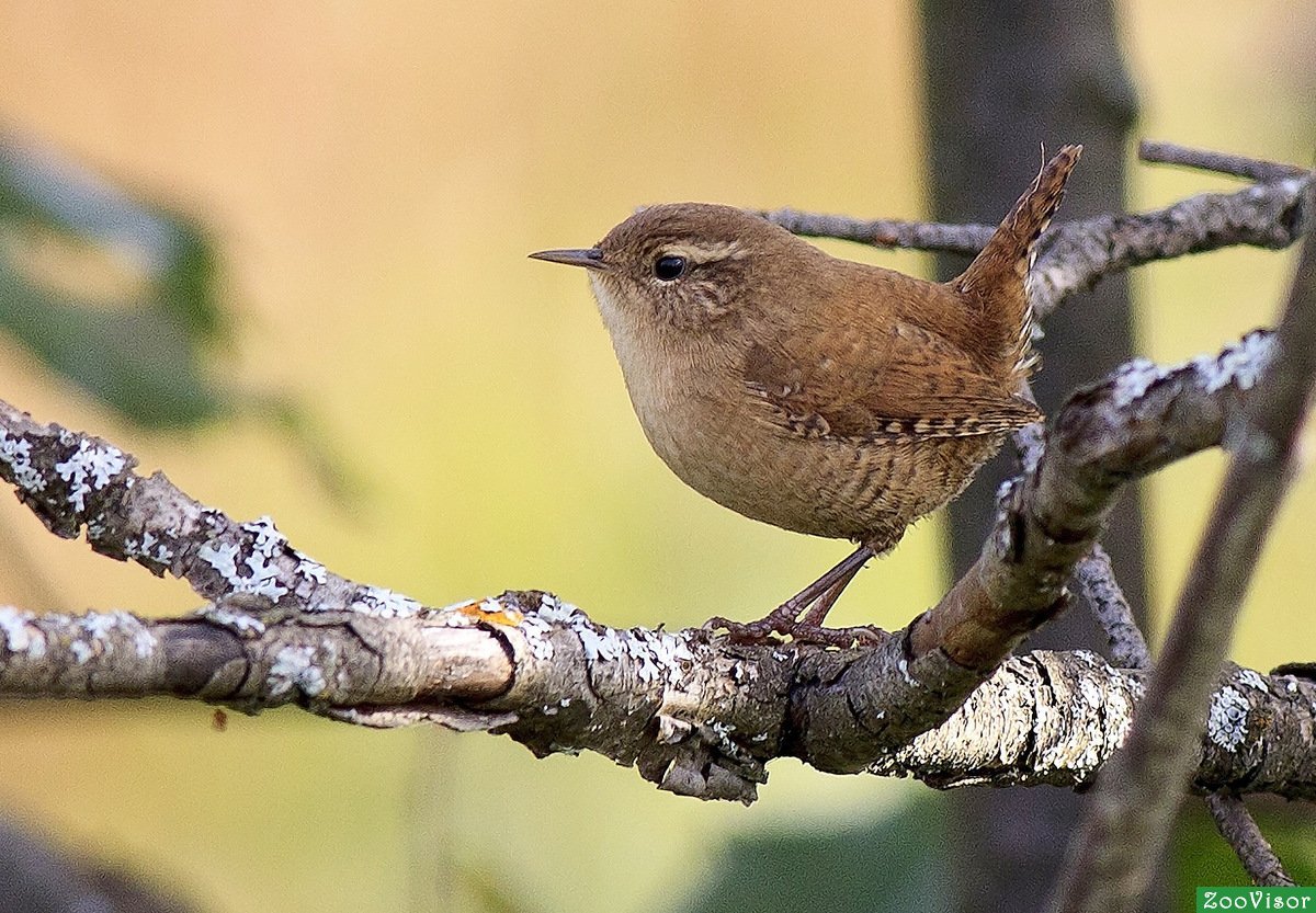 Малая мухоловка птица