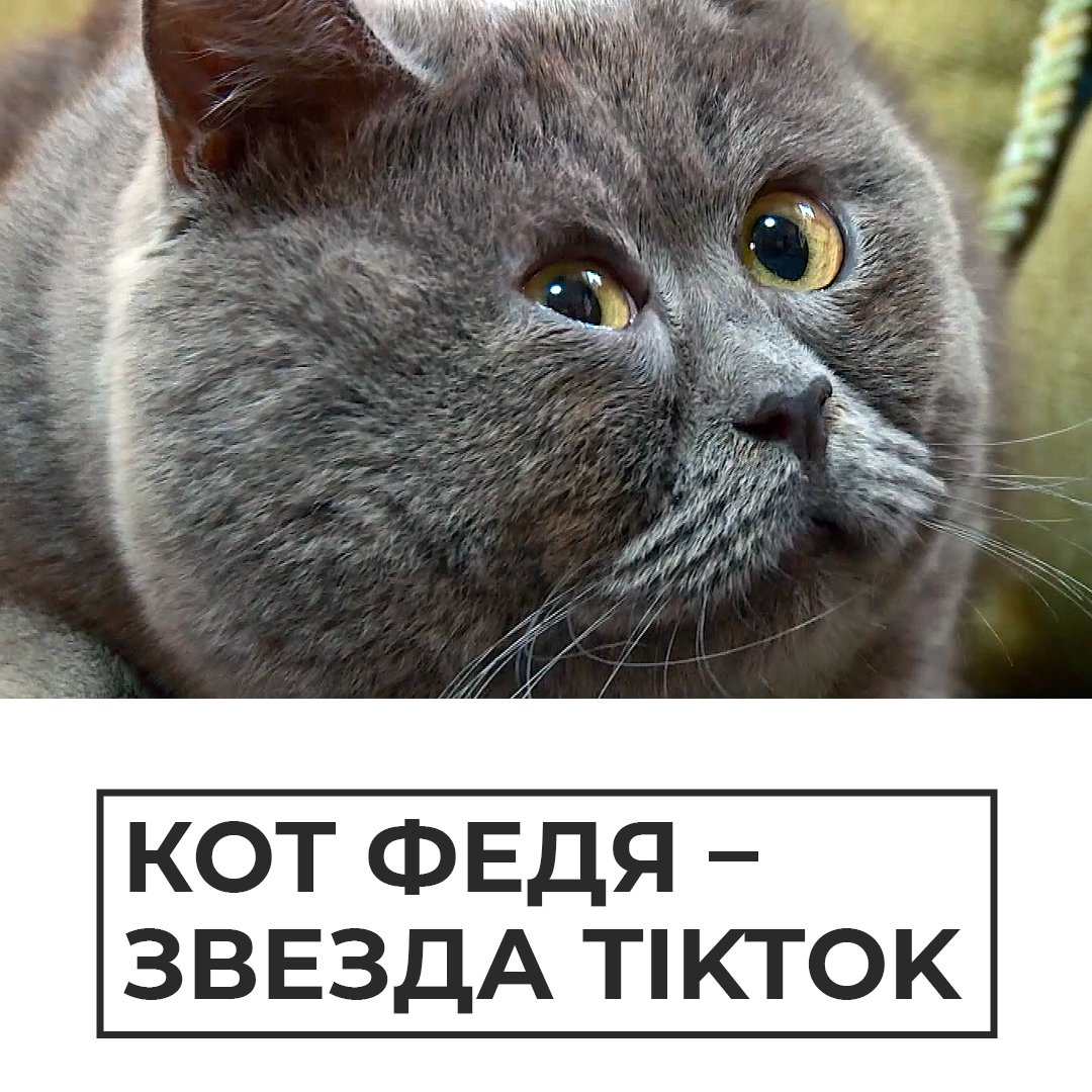 Ростовский кот Федя