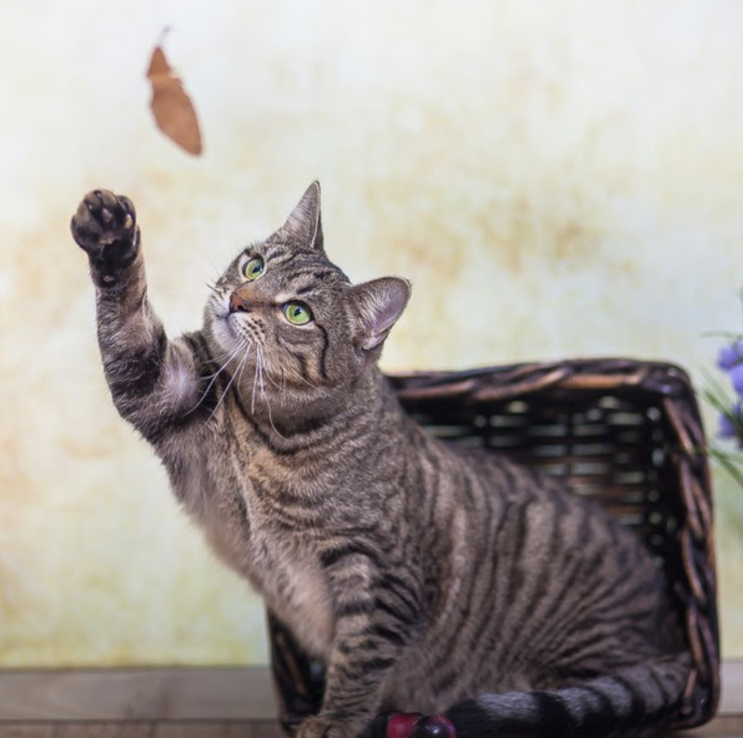 Смешные предложение 2020 коты