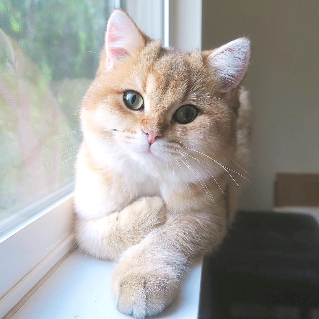 Сиамская кошка характер