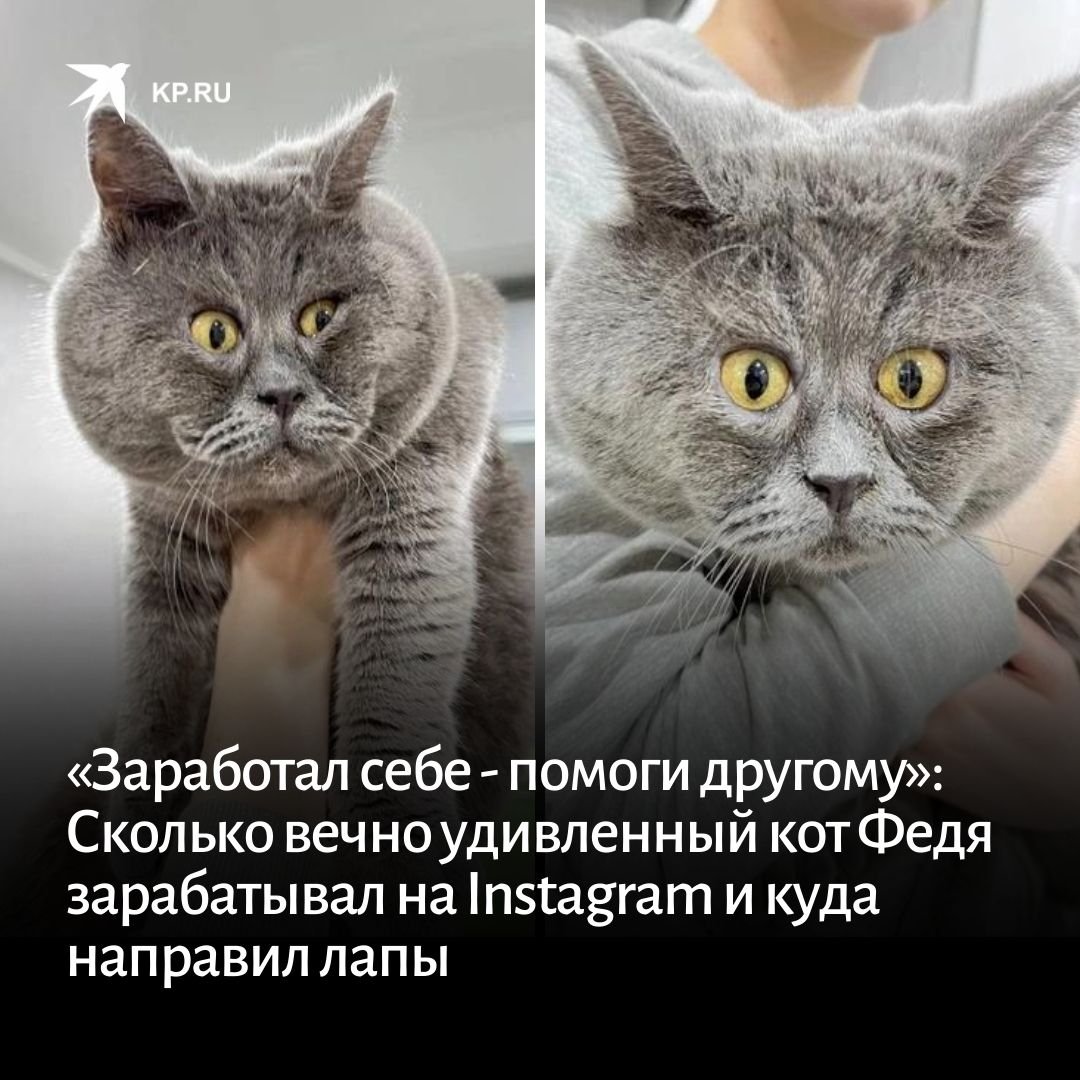 Кот Федя как его оставить у себя в галерее