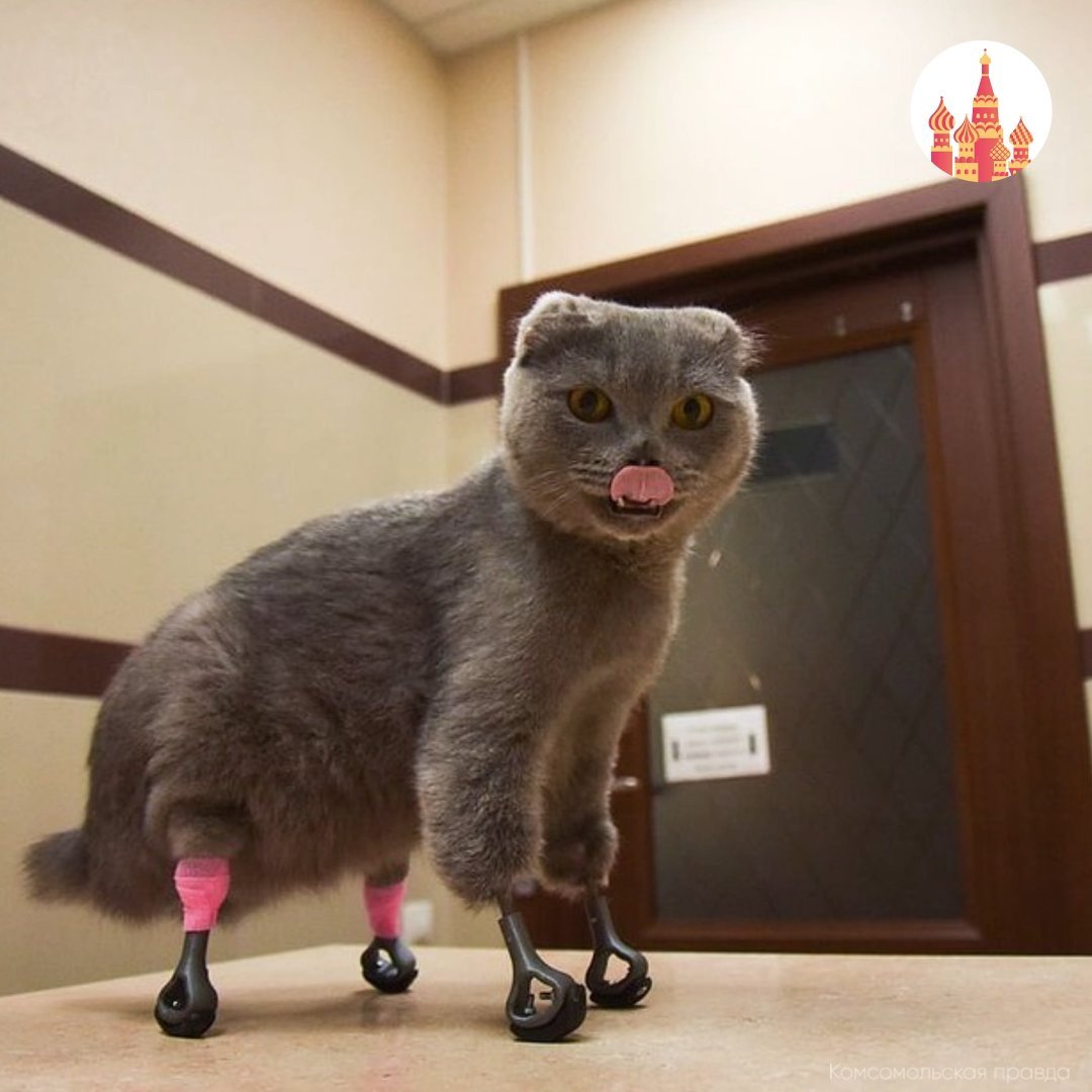 Кошка дымка отморозила лапки