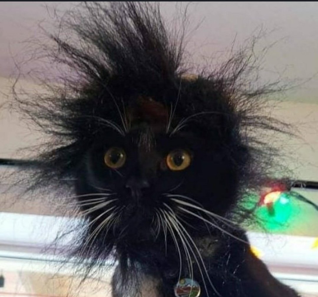 Взъерошенный кот