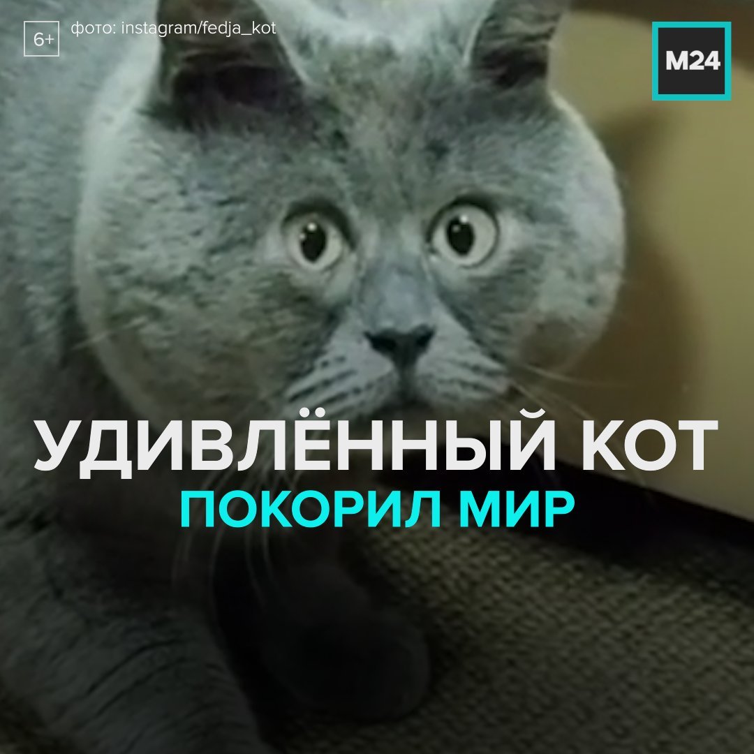 Вечно удивленный кот Федя