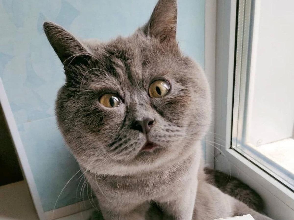 Кот фёдор из Ростова на Дону