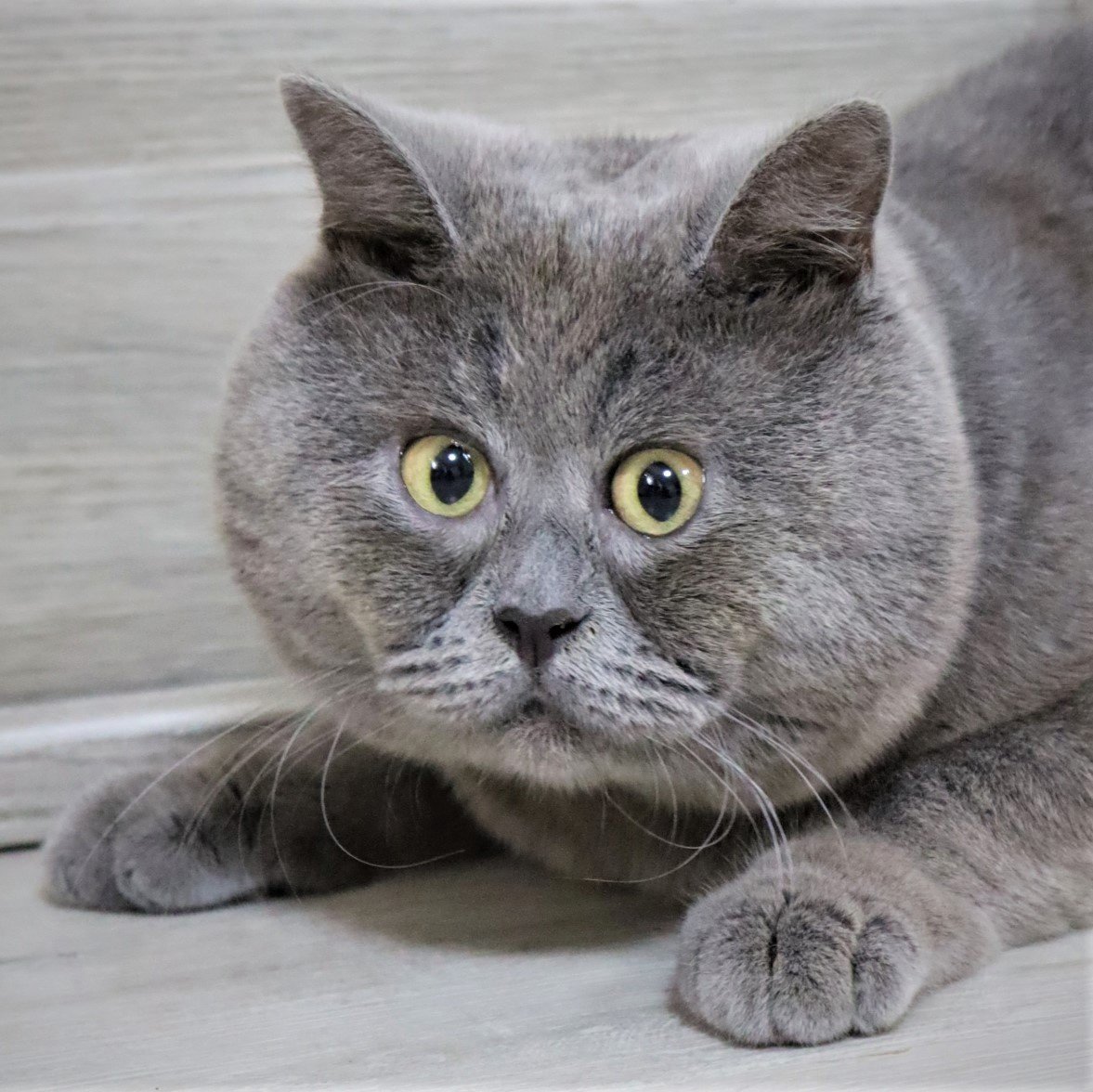 Косоглазый кот