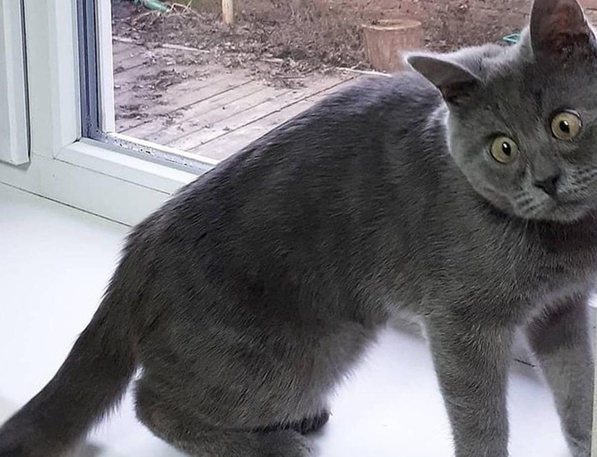 Ростовский кот Федя